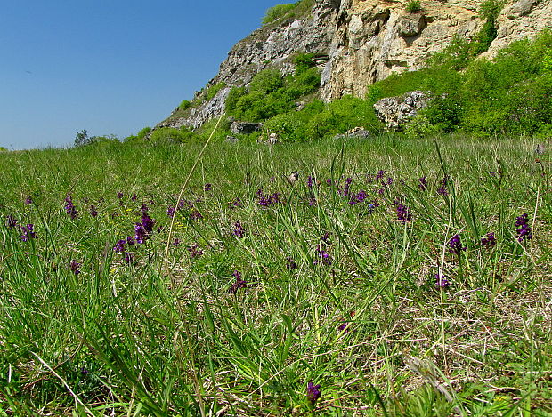 červenohlav obyčajný Anacamptis morio (L.) R. M. Bateman, A. M. Pringeon & M. W. Chase