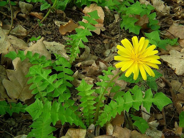 razivka smradľavá Aposeris foetida  (L.) Less.