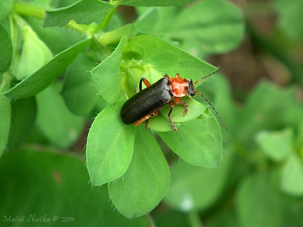 snehuľčík obyčajný Cantharis rustica