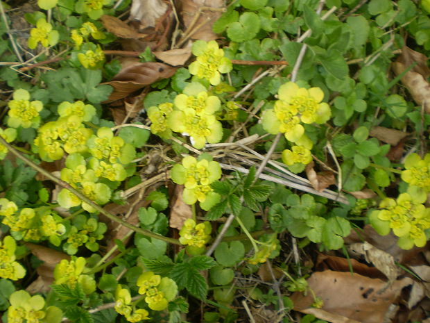 slezinovka striedavolistá Chrysosplenium alternifolium L.