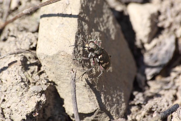 svižník hôrny  Cicindela sylvicola