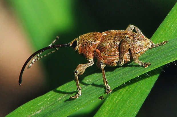 nosáčik žaluďový  Curculio glandium