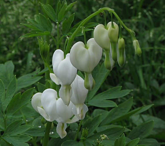 srdcovka nádherná biela Dicentra spectabilis (L.) Lem.