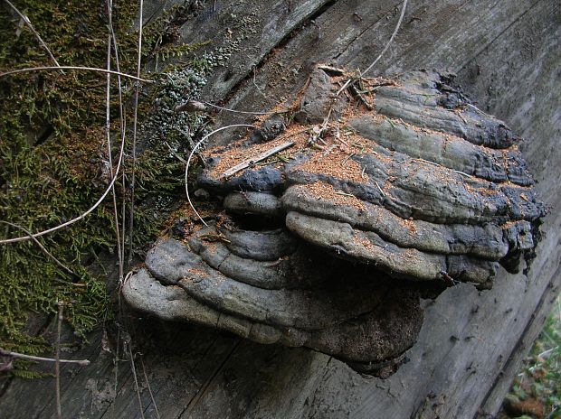 práchnovec kopytovitý Fomes fomentarius (L.) J.J. Kickx