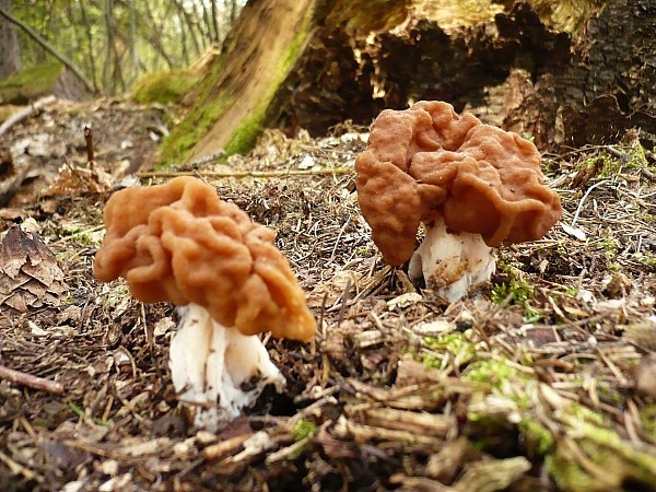 ušiak obrovský Gyromitra gigas (Krombh.) Cooke