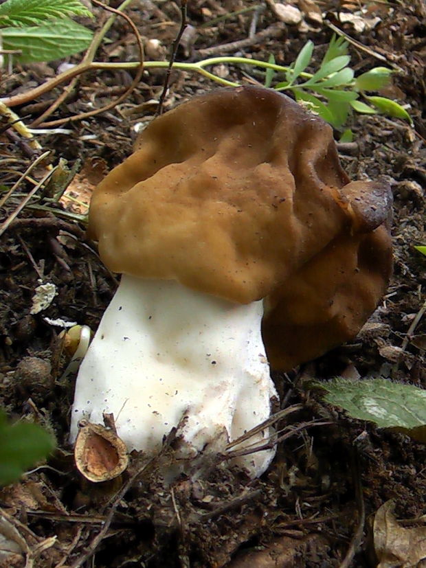 ušiak Gyromitra sp.