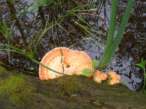 sírovec obyčajný Laetiporus sulphureus (Bull.) Murrill