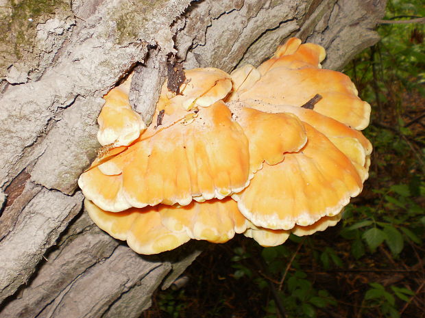 sírovec obyčajný Laetiporus sulphureus (Bull.) Murrill