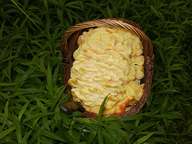 sírovec obyčajný Laetiporus sulphureus (Bull.) Murrill