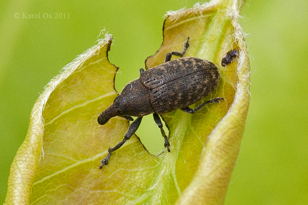 nosánik Larinus planus