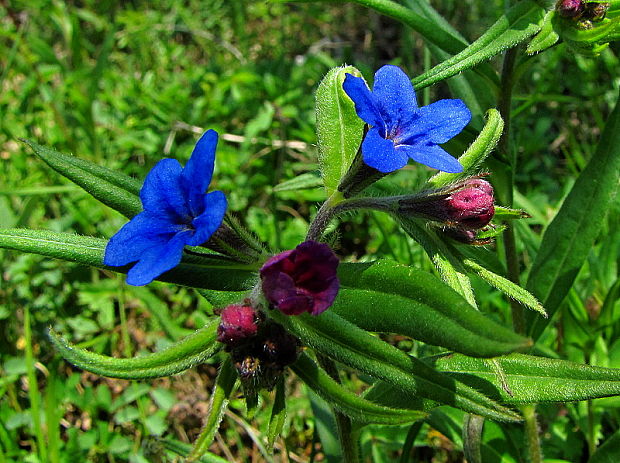 kamienka modropurpurová Lithospermum purpurocaeruleum L.