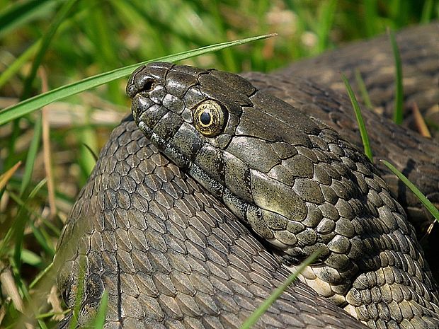 užovka fŕkaná Natrix tessellata