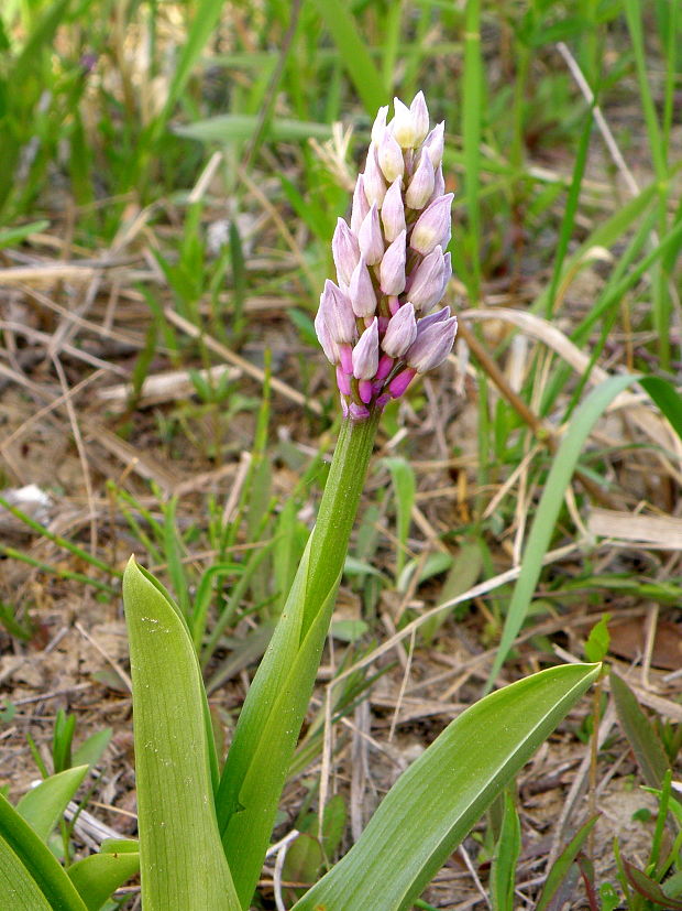 vstavač vojenský Orchis militaris L.