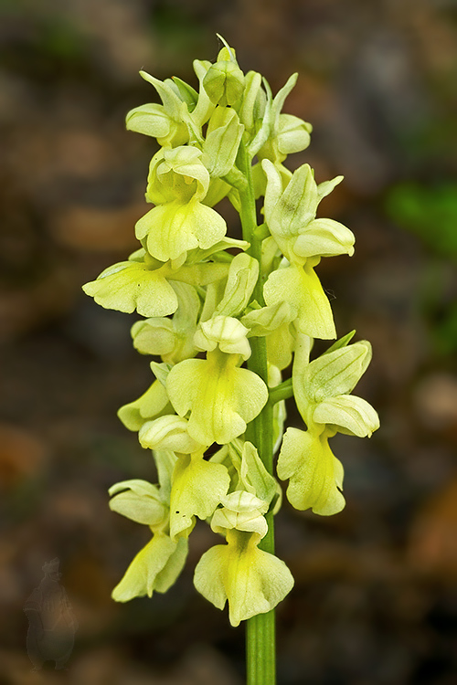 vstavač bledý Orchis pallens L.