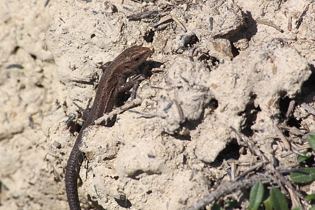 jašterica Podarcis sp.