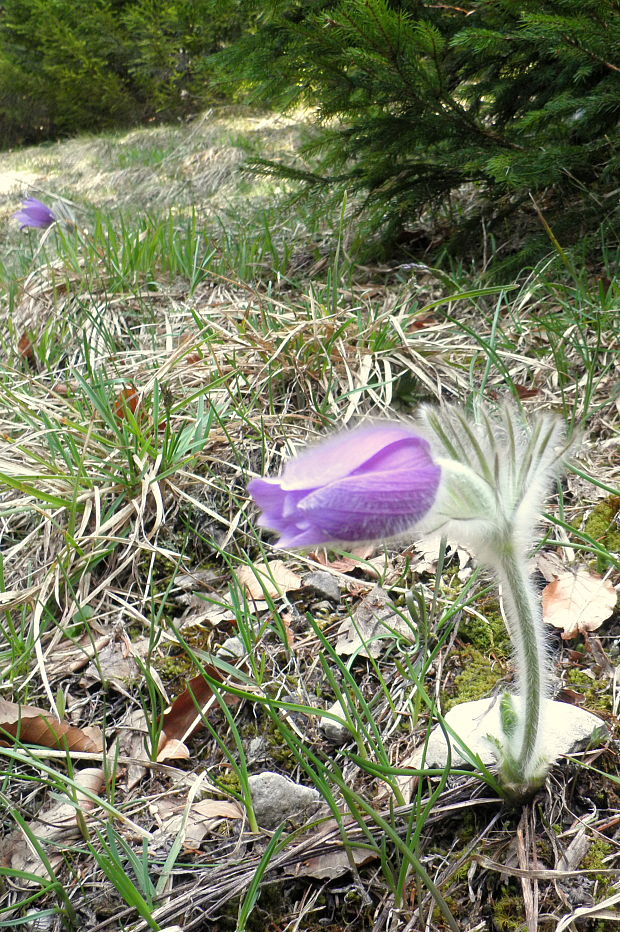 poniklec  Pulsatilla vernalis (L.) Mill.