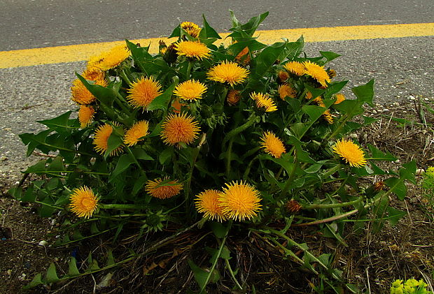 púpava Taraxacum sect. Erythrosperma