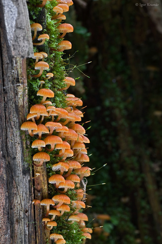 tanečnička zvončekovitá Xeromphalina campanella (Batsch) Maire