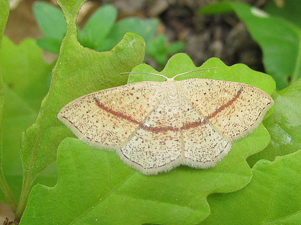 piadica dubova Cyclophora punctaria