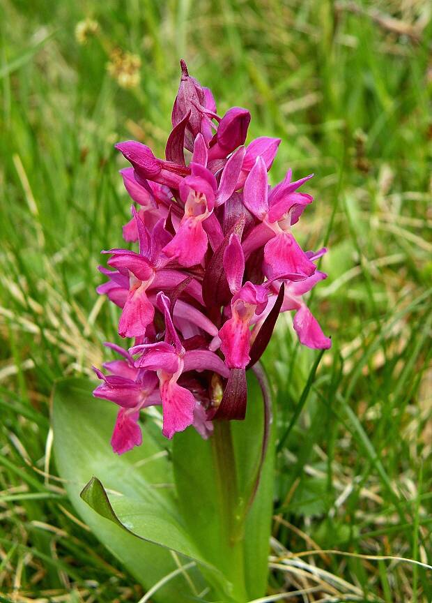 vstavačovec bazový Dactylorhiza sambucina (L.) Soó