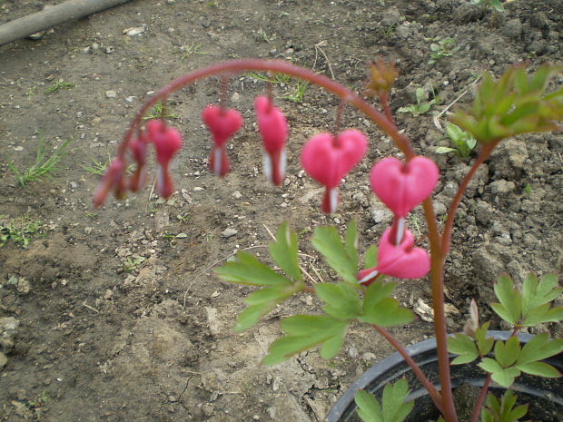 srdcovka nádherná Dicentra spectabilis (L.) Lem.