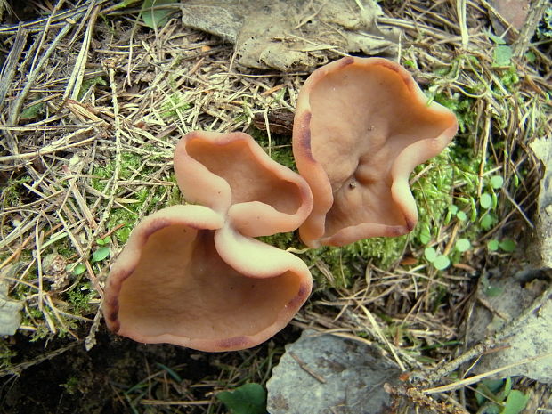 discinka hnedá Discina ancilis (Pers.) Sacc.