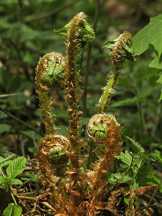 papraď samčia Dryopteris filix-mas (L.) Schott