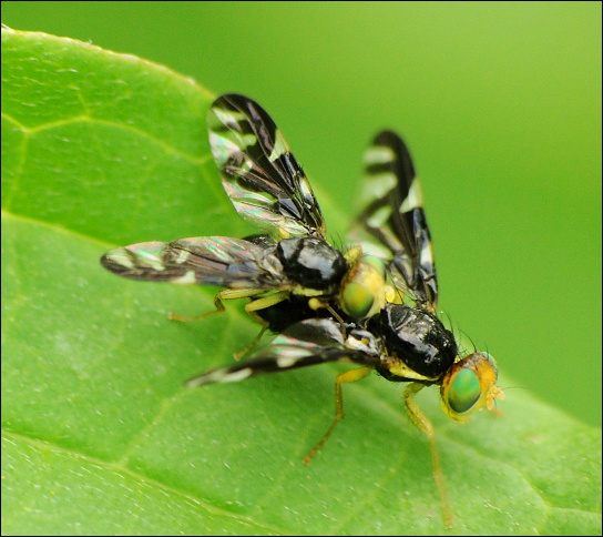 vrtule celerová (cz) Euleia heraclei (Linnaeus, 1758)