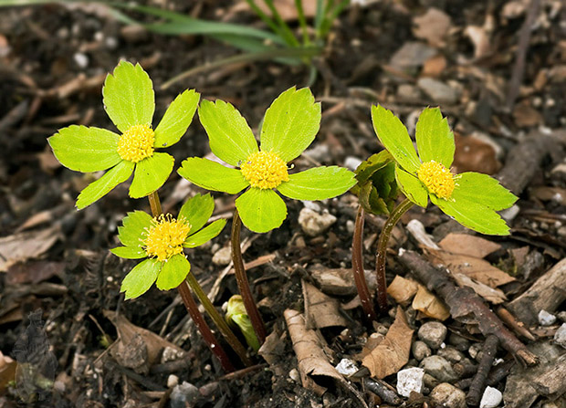 hviezdnatec čemericový Hacquetia epipactis (Scop.) DC.