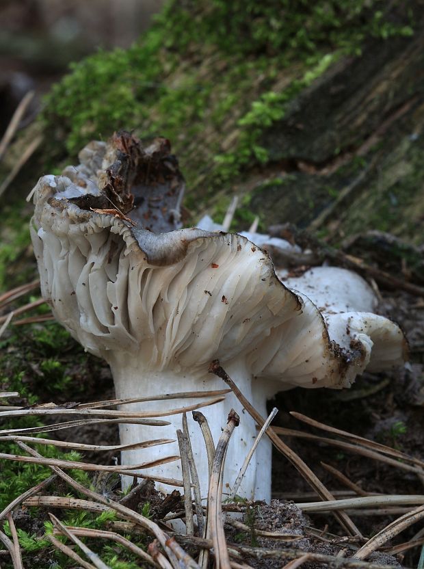 šťavnačka marcová Hygrophorus marzuolus (Fr.) Bres.