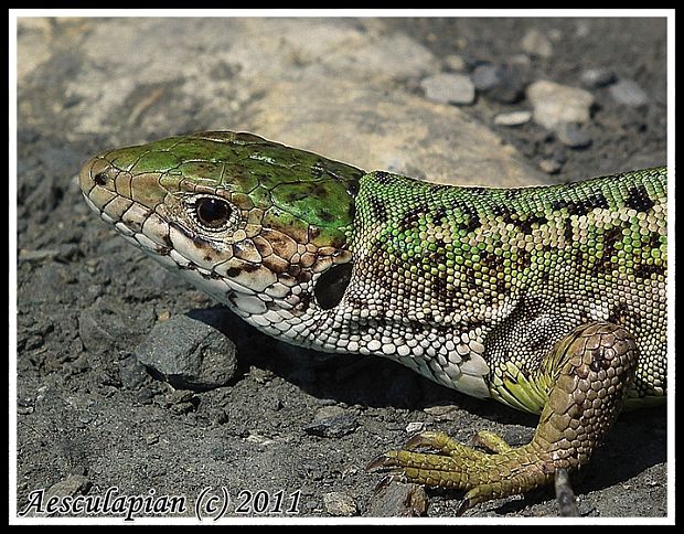 jašterica zelená Lacerta viridis