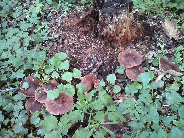 tmavuľka žltohnedá Melanoleuca cognata (Fr.) Konrad & Maubl.