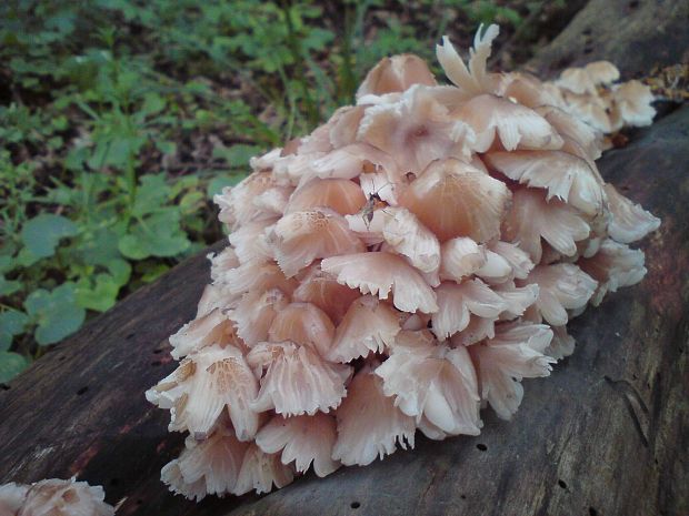 prilbička žltohlúbiková Mycena renati Quél.