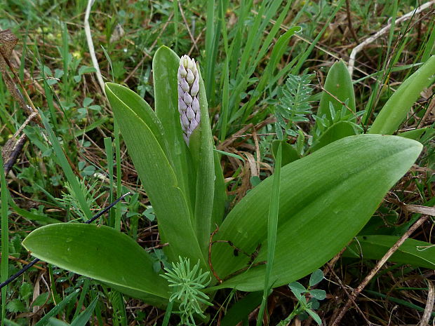 vstavač vojenský Orchis militaris L.