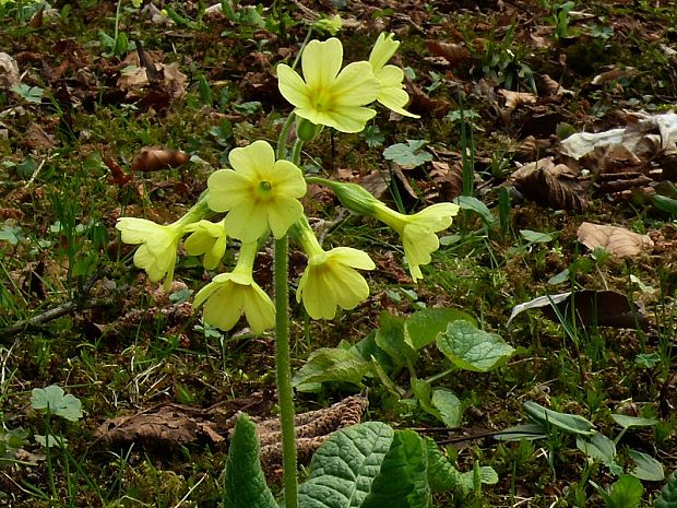 prvosienka vyššia Primula elatior (L.) L.