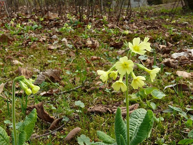 prvosienka vyššia Primula elatior (L.) L.