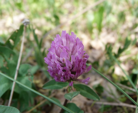 ďatelina lúčna Trifolium pratense L.