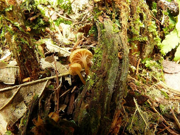 kalichovka zvonečková - Tanečnička zvončekovitá Xeromphalina campanella  (Batsch) Maire