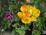 Plnokveté tulipány