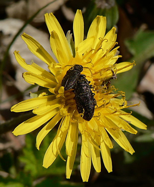 krasoň - krasec čtyřtečný Anthaxia quadripunctata L., 1758