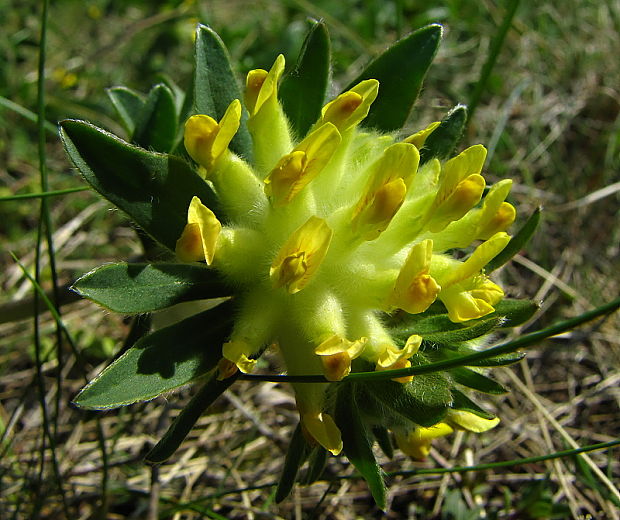 bôľhoj lekársky Anthyllis vulneraria L.