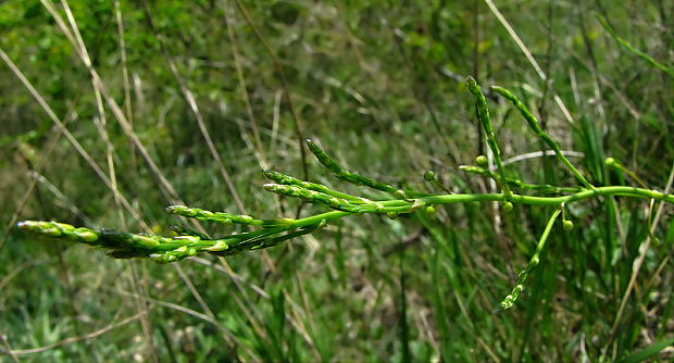 asparágus ? Asparagus  L.