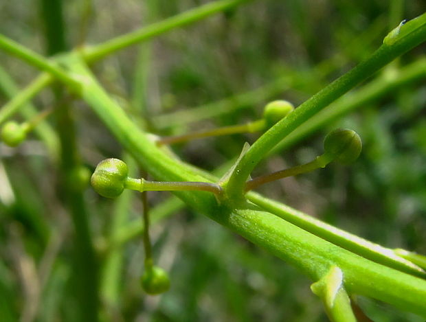 asparágus ? Asparagus  L.