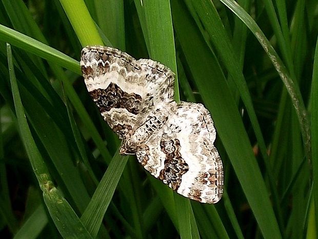 piadivka obyčajná Epirrhoe alternata