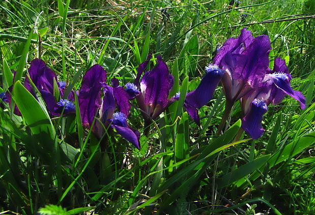 kosatec nízky Iris pumila L.