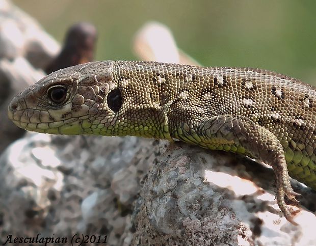 jašterica krátkohlavá Lacerta agilis