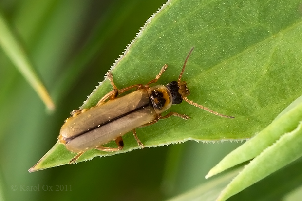 snehuľčík Metacantharis clypeata var. fraudolenta Fiori