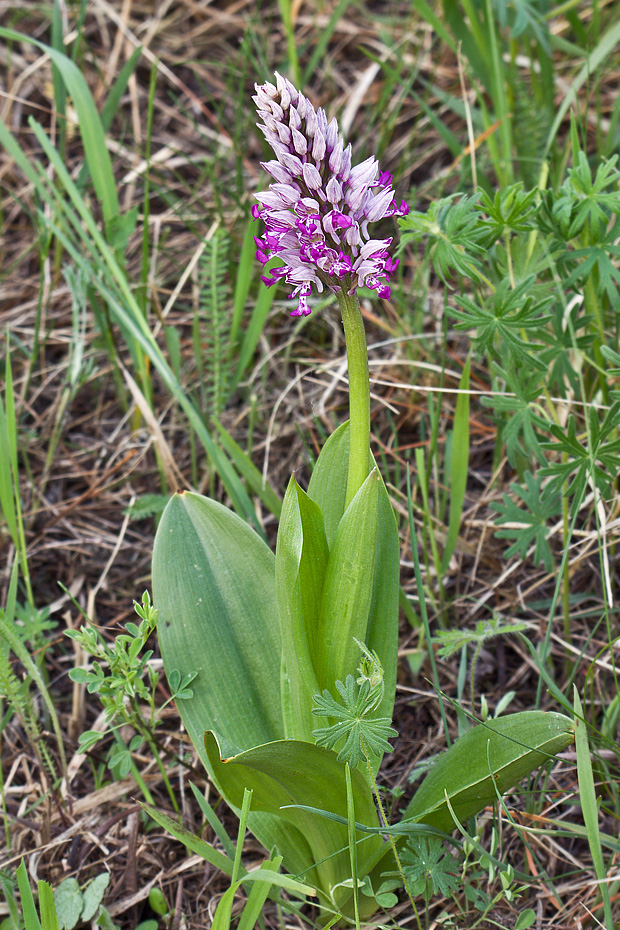 vstavač vojenský Orchis militaris L.