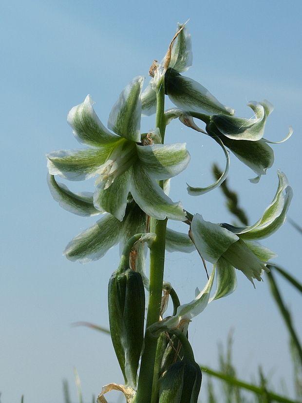 bledavka boucheova Ornithogalum boucheanum (Kunth) Asch.