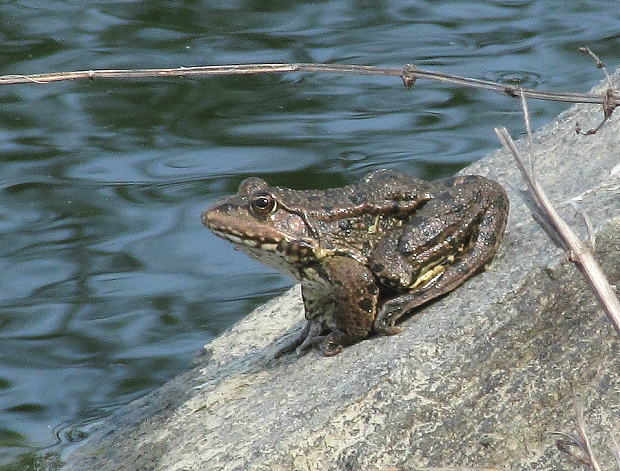 skokan rapotavý- skokan skřehotavý	 Pelophylax ridibundus